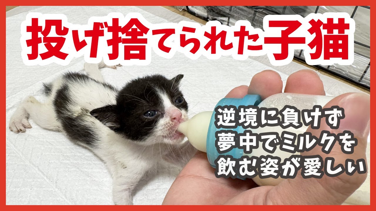 【命の記録】炎天下に投げ捨てられた子猫、救出から数日のミルク姿。