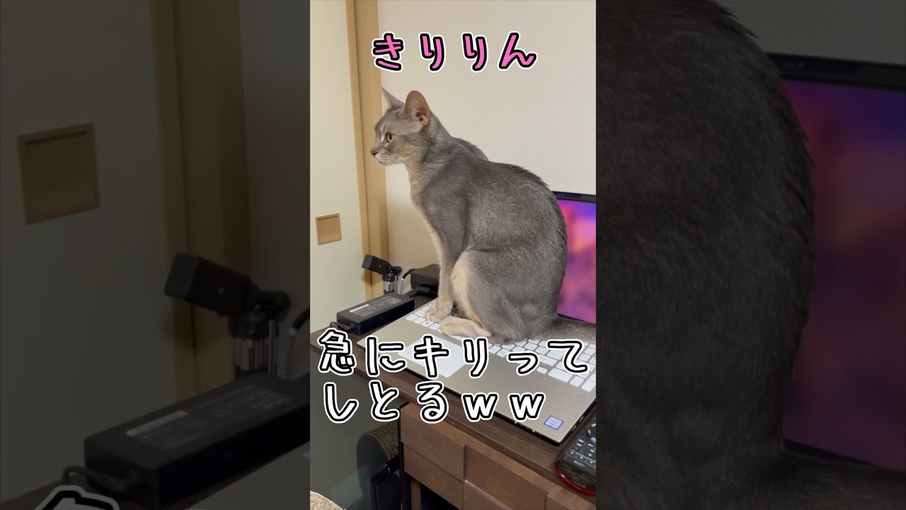 アビシニアンとは その53 とにかくパソコンがが大好きな猫 #shorts #猫 #アビシニアン