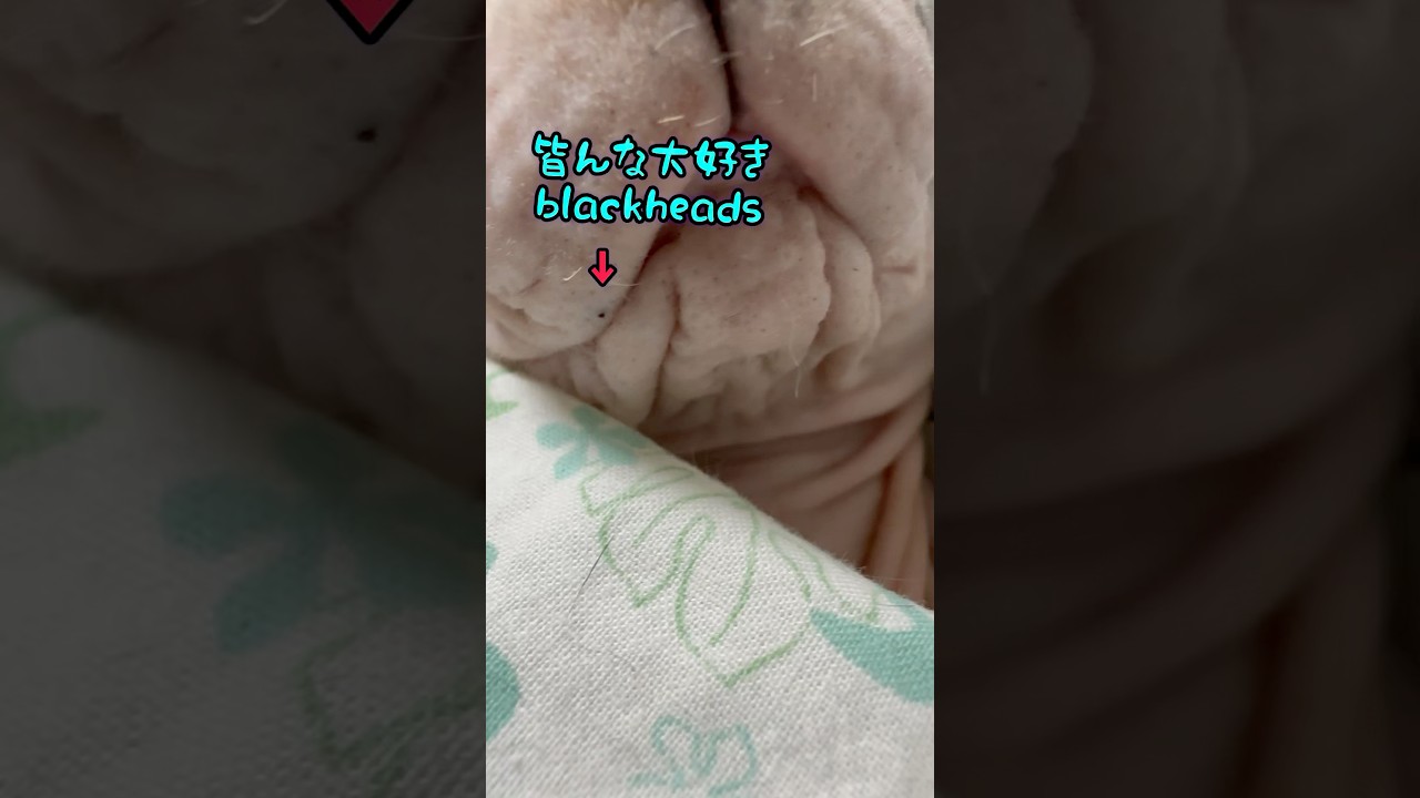 スフィンクスと言う猫と暮らしています#shorts#cat #ねこ #猫 #猫のいる暮らし #sphynx