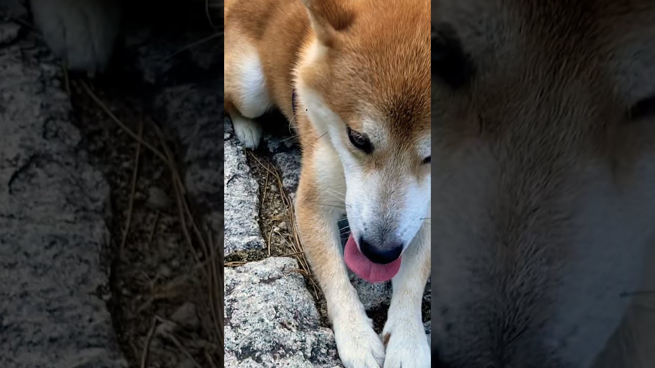 あれ！？その座り方…まさかスフィンクスでは！？#shorts  Sphinx dog