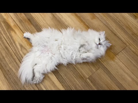ついに体重5kgの大台に突入したペルシャ猫