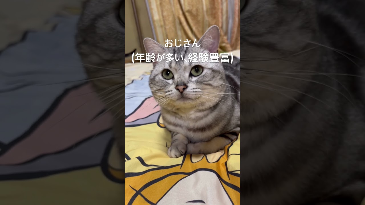 モテるオス猫の条件3選#アメショ#アメリカンショートヘア#猫の日常#子猫#cat#cats