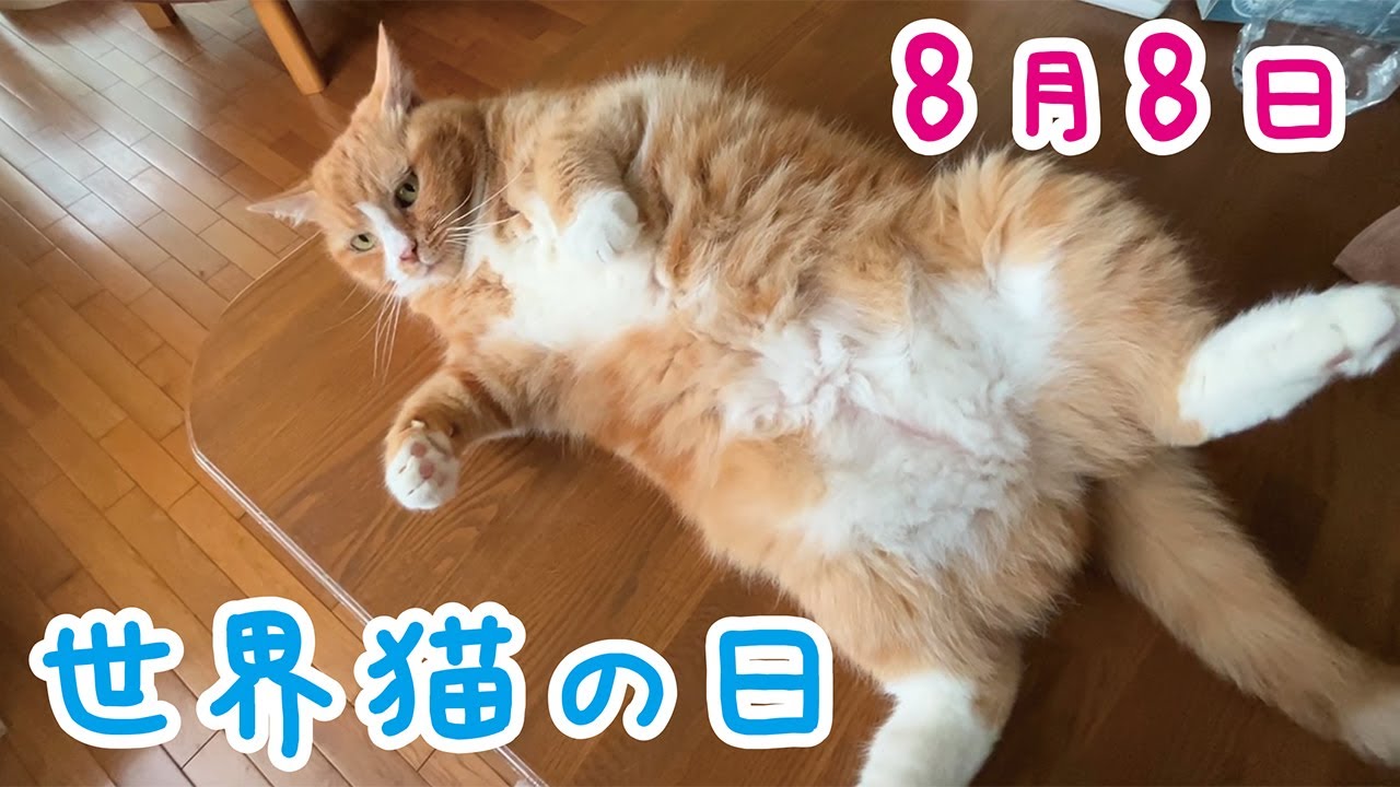 【幸せすぎる】世界猫の日に猫とイチャイチャしまくった結果