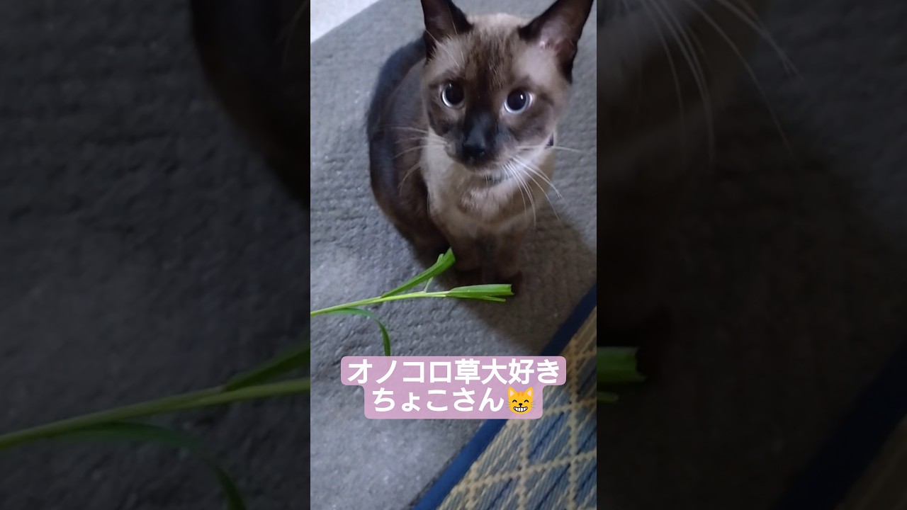 ちょこさん😺は菜食主義❓️ #シャム猫 #たぬき猫 #ねこのいる生活