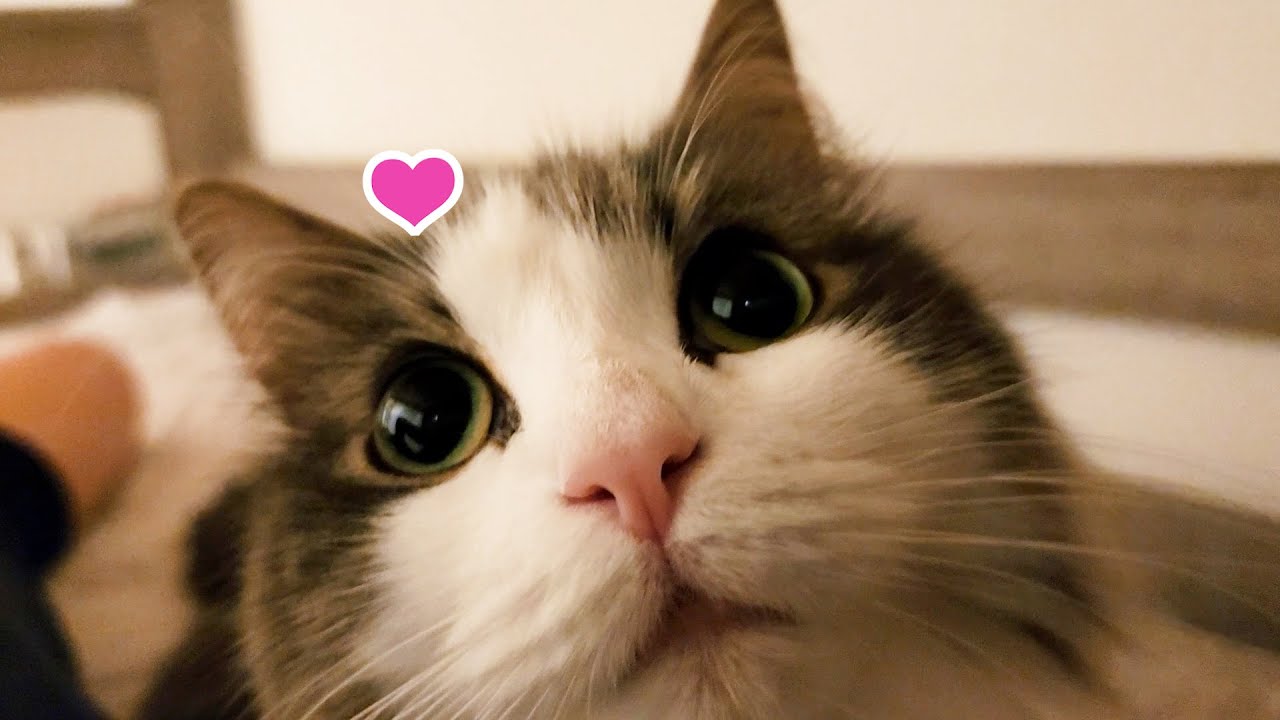 熱帯夜も主の上に乗りたいノルウェージャンフォレストキャット