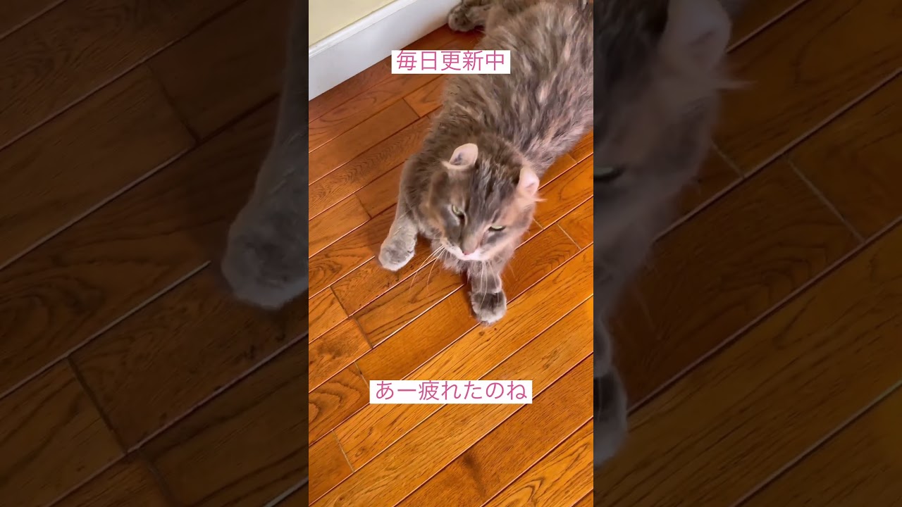 朝シャン #ねこ動画 #アメリカンカール #かわいいねこ