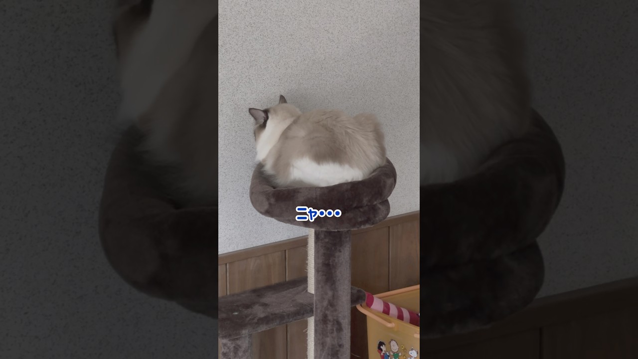 不貞腐れた猫の対応がめんどすぎる😂 #猫 #ラグドール #shorts