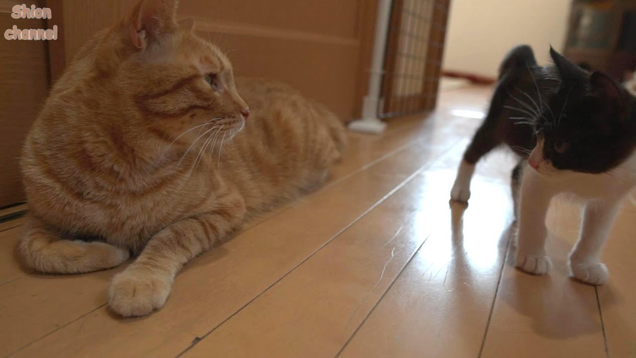 大好きな子猫がやってきておしゃべりが止まらない先住猫