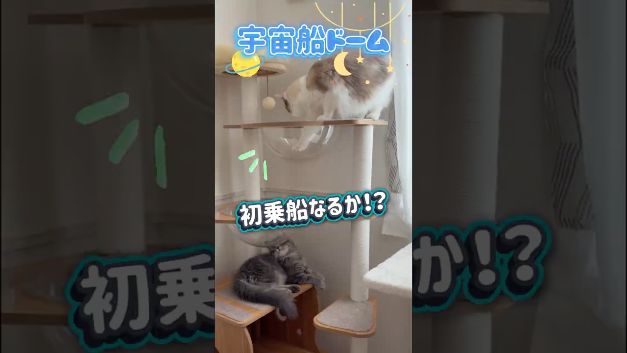猫、宇宙船ドームに初乗船なるか#猫 #ラグドール #サイベリアン #cat #キャットタワー