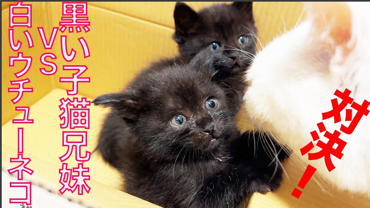 対決！黒いイモ子猫vs白いウチューネコ The black ptato-kitties vs my white spacecat