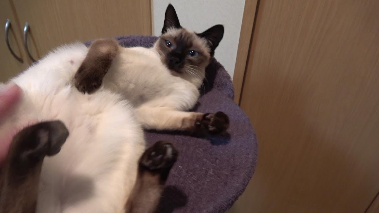 発情してから３日後のシャム子猫の様子😸🐾♪