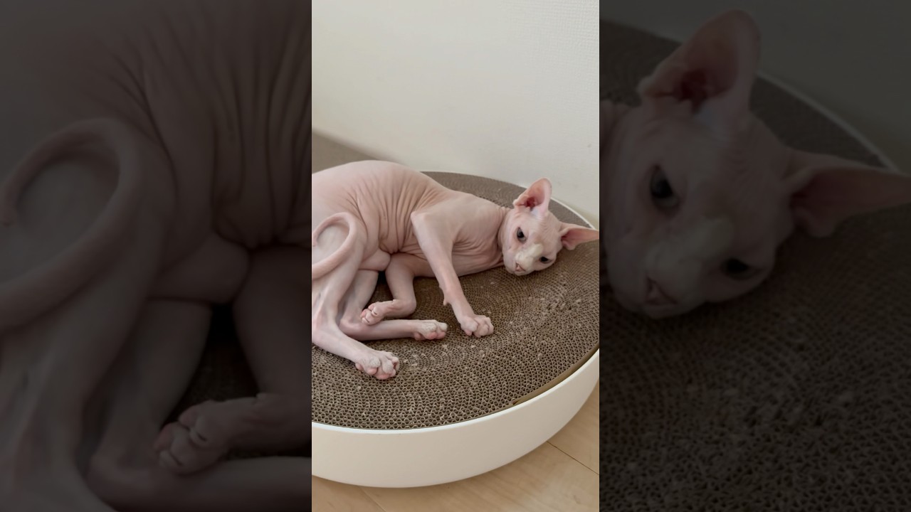 ママが来たら喜ぶ毛のない猫【スフィンクス】