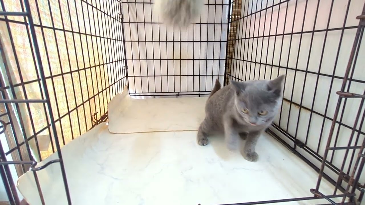 【茨城県のブリーダー　ペットショップスズキ　ブリティッシュショートヘアー　子猫販売　No.30】