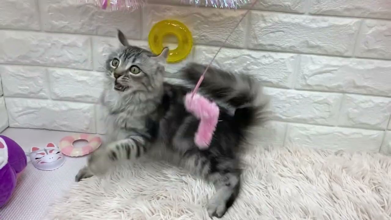No.188975　アメリカンカール♂　ペットショップ犬の家＆猫の里東海名和店