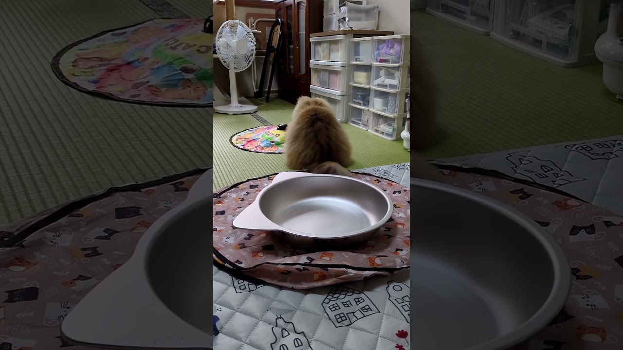 珍しい朝☀️#ペルシャ #ぽんちゃん#猫ちゃん#癒し #朝活#元気