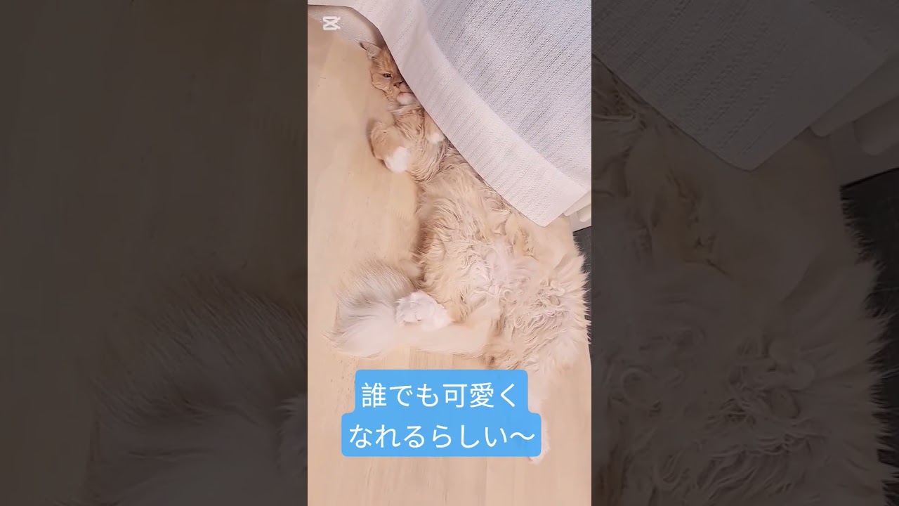 【保護猫】頭隠してその他隠さずな猫