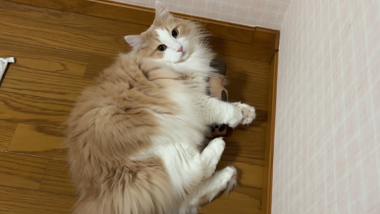 【ルクキック‼︎‼︎】たぬきさんを見失っちゃった、ノルウェージャンフォレストキャットがかわいいwww