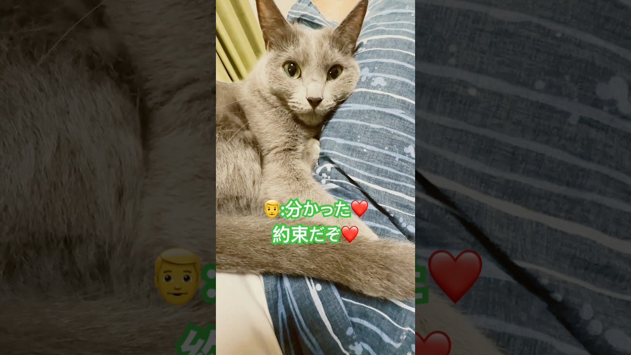 パパちょろい😼 #猫 #ロシアンブルー #shorts