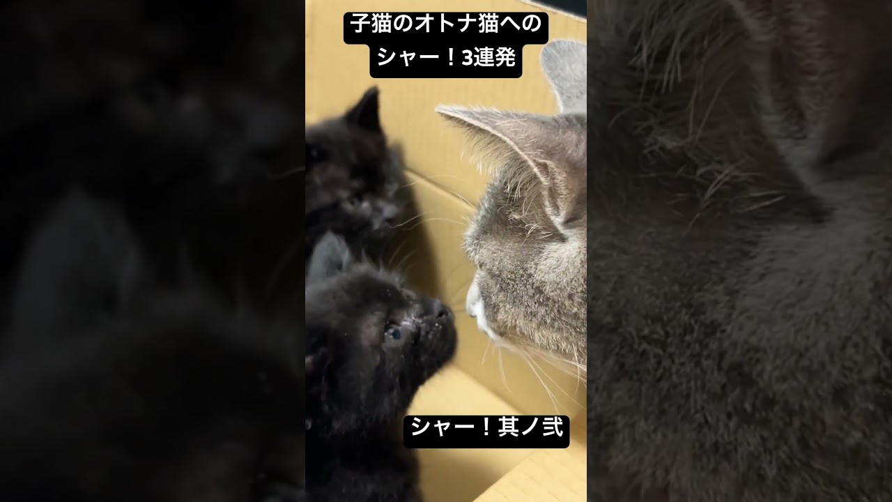 黒イモ子猫のオトナ猫へのシャー！3連発！ #cat  #猫  #ねこ  #保護猫 #cute #猫のいる暮らし #子猫 #shorts  #k #こねこ