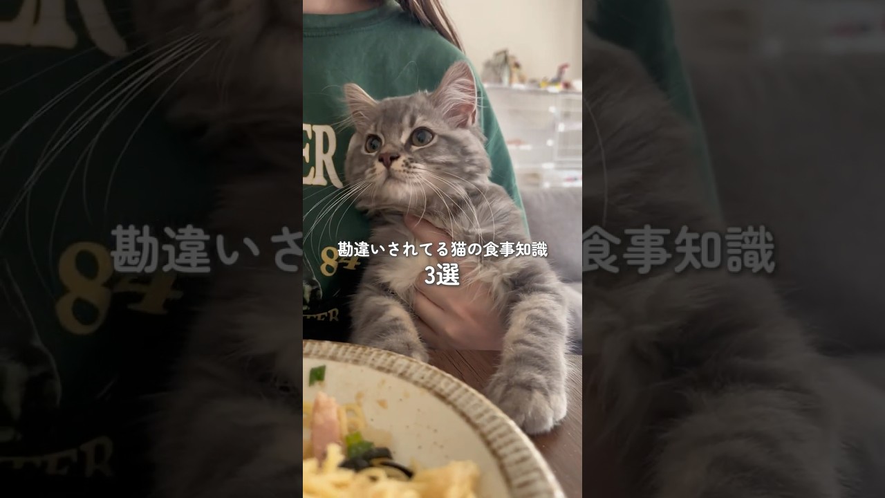 勘違いされてる猫の食事知識3選 #マンチカン #猫 #猫のいる暮らし #cat