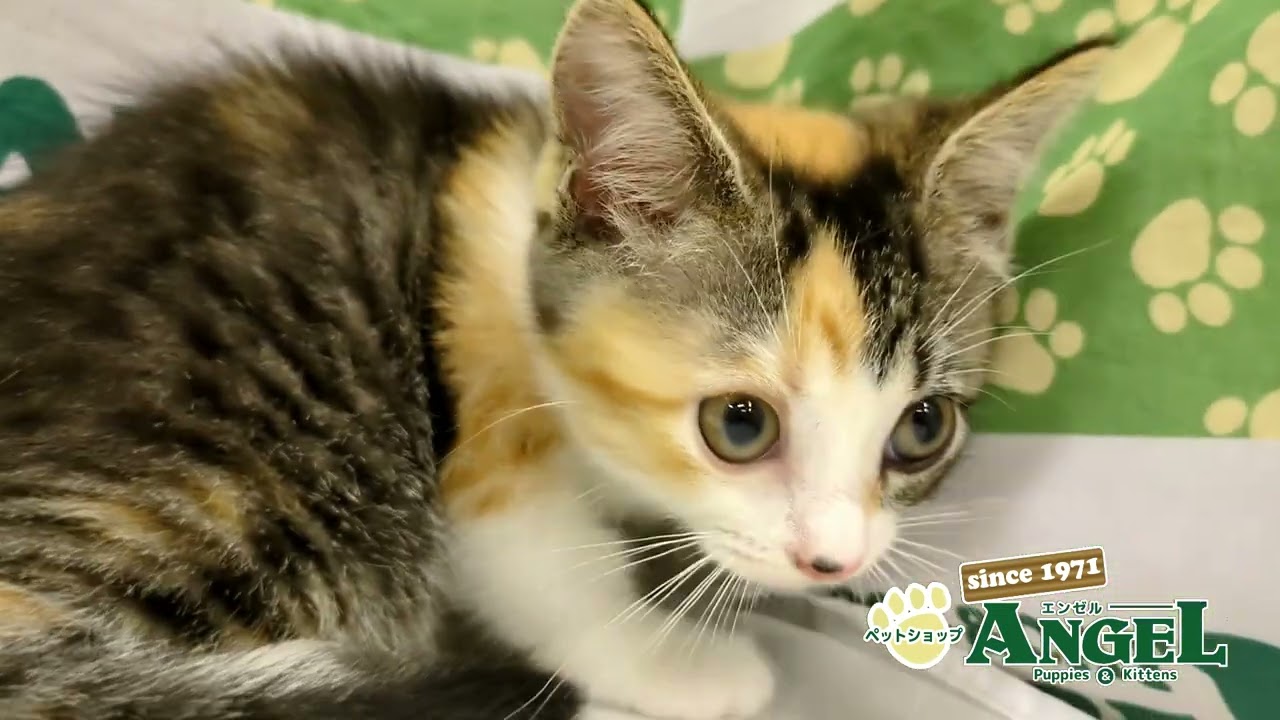 スコティッシュフォールド 2508024 【ペットショップエンゼル　子犬・子猫販売】
