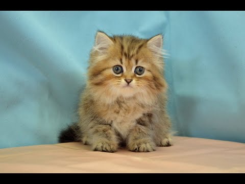 ペルシャ　No.250707　ペットショップ『ヒラマツケンネル』の子猫