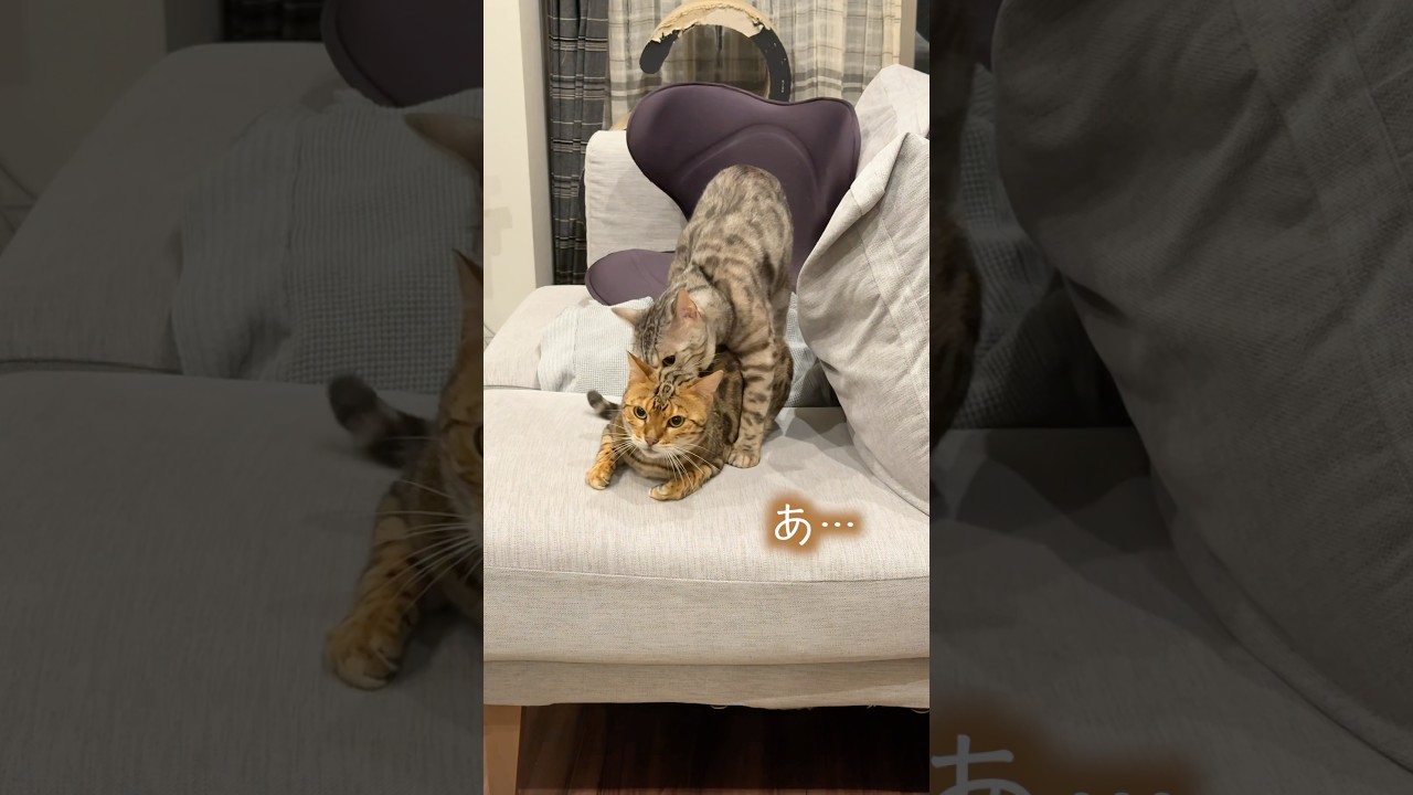 ホモォしたいのに邪魔されてしまう猫 #ベンガル #ルトロゼ #cat