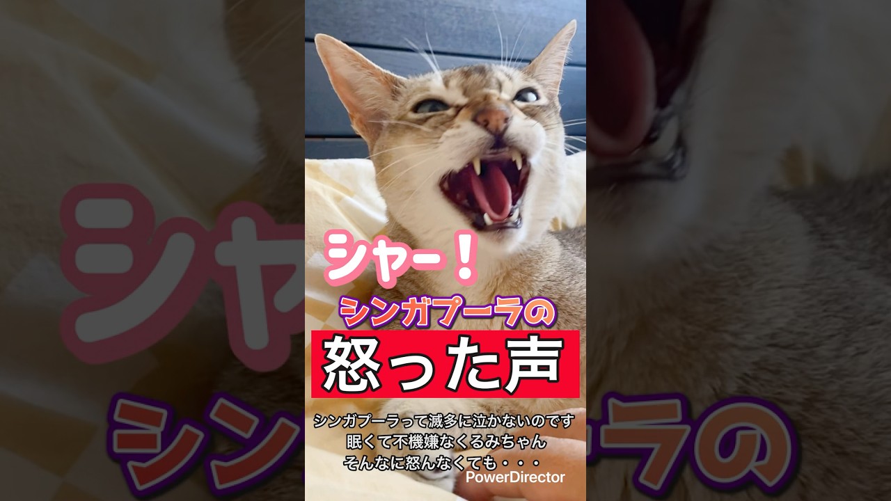 【くるみちゃん】怒った声&珍しいシャー！| Angry but Sleepy Singapura Cat - Rare “Hiss” & Cuteness Overload