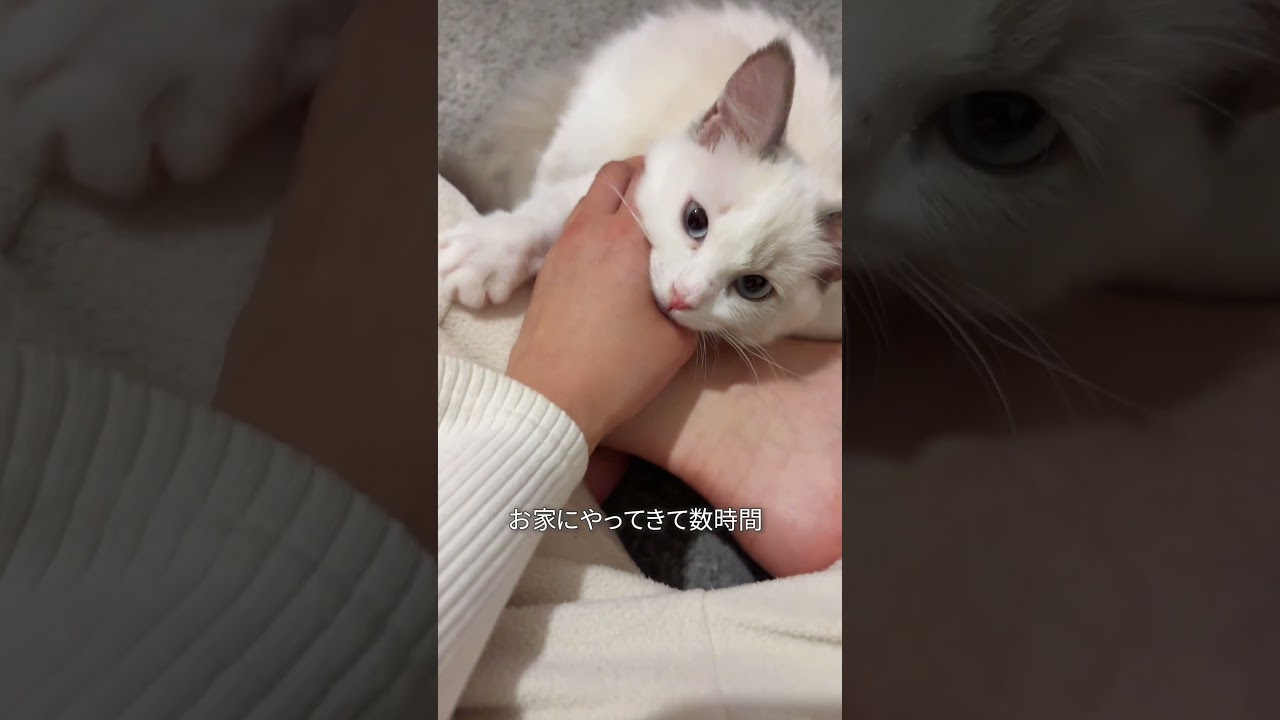 #ラグドール #子猫 #猫のいる暮らし #愛猫家