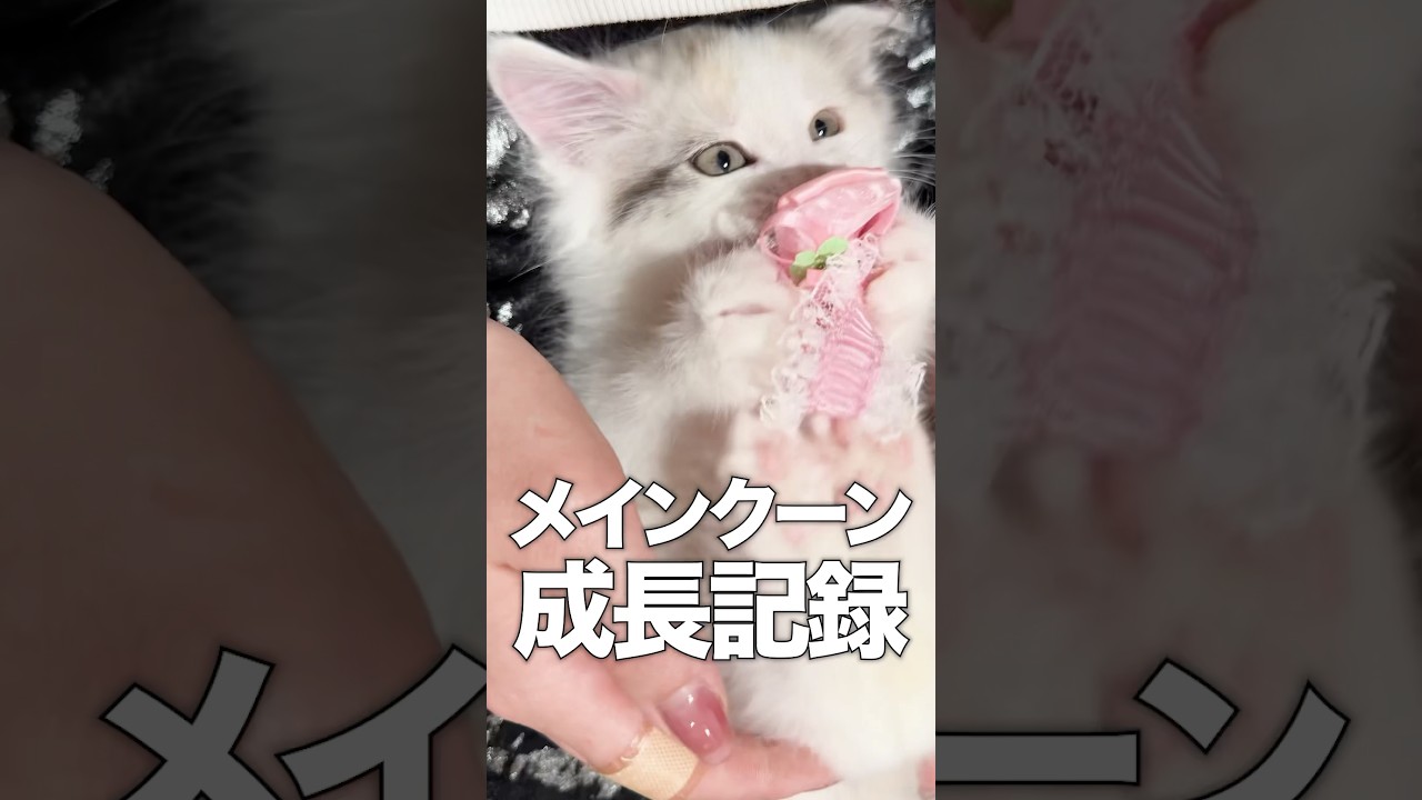 メインクーンうららの成長記録