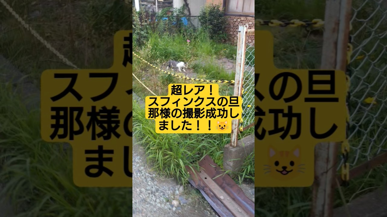 超激レア保存版　スフィンクスの旦那様の撮影に成功致しました😺#保護猫 #スフィンクス #猫のいる暮らし #ナルト
