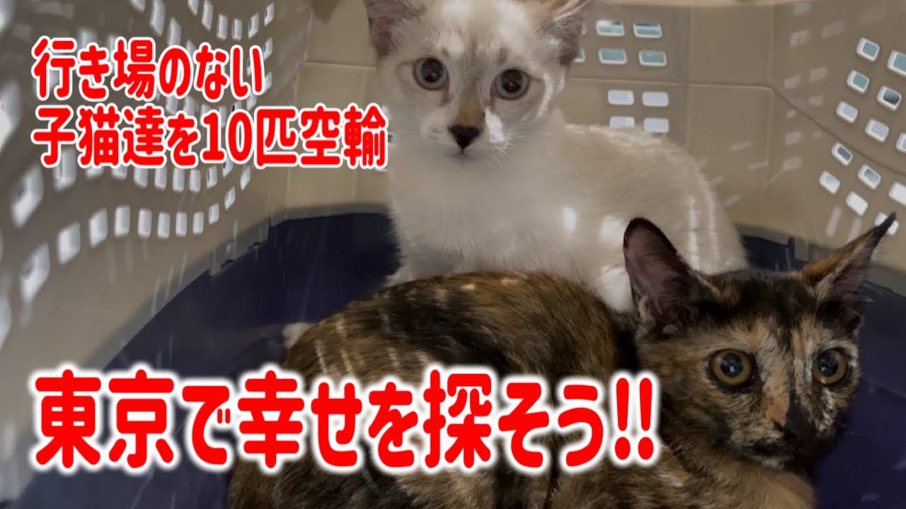 行き場のない迷える子猫達を沖縄から東京に連れて来ました