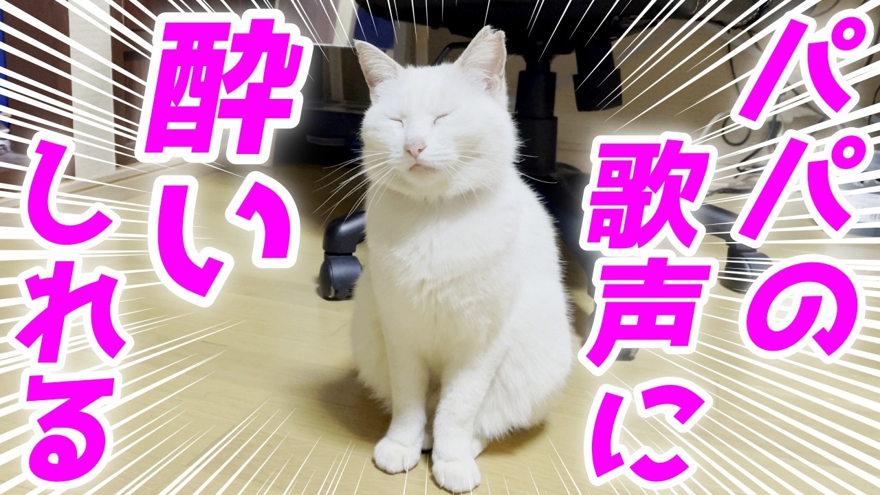 庭子猫ちゃんがパパの歌声に酔いしれてしまいました…笑[三毛母猫の子猫]