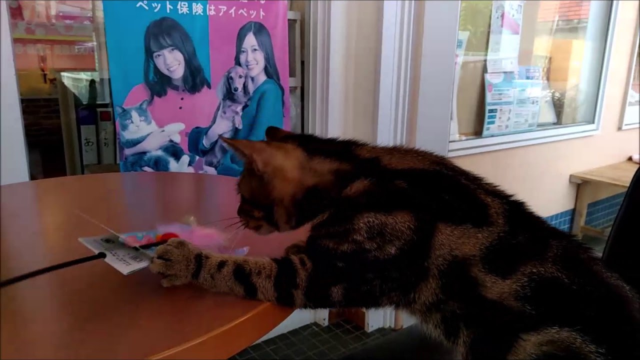 アメリカンショートヘア2018.08.13
