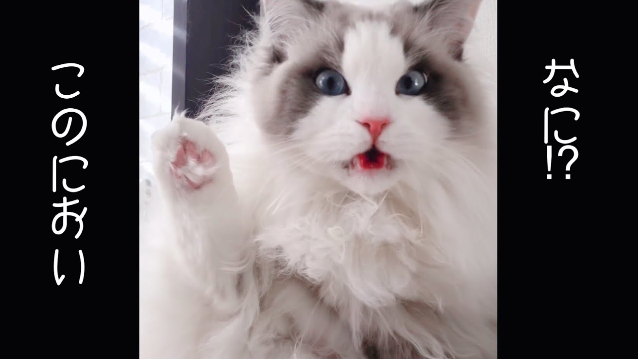 【ラグドール】お股の臭いが衝撃的過ぎた猫【短い動画】[Ragdoll] A cat whose crotch smell is too shocking#Shorts