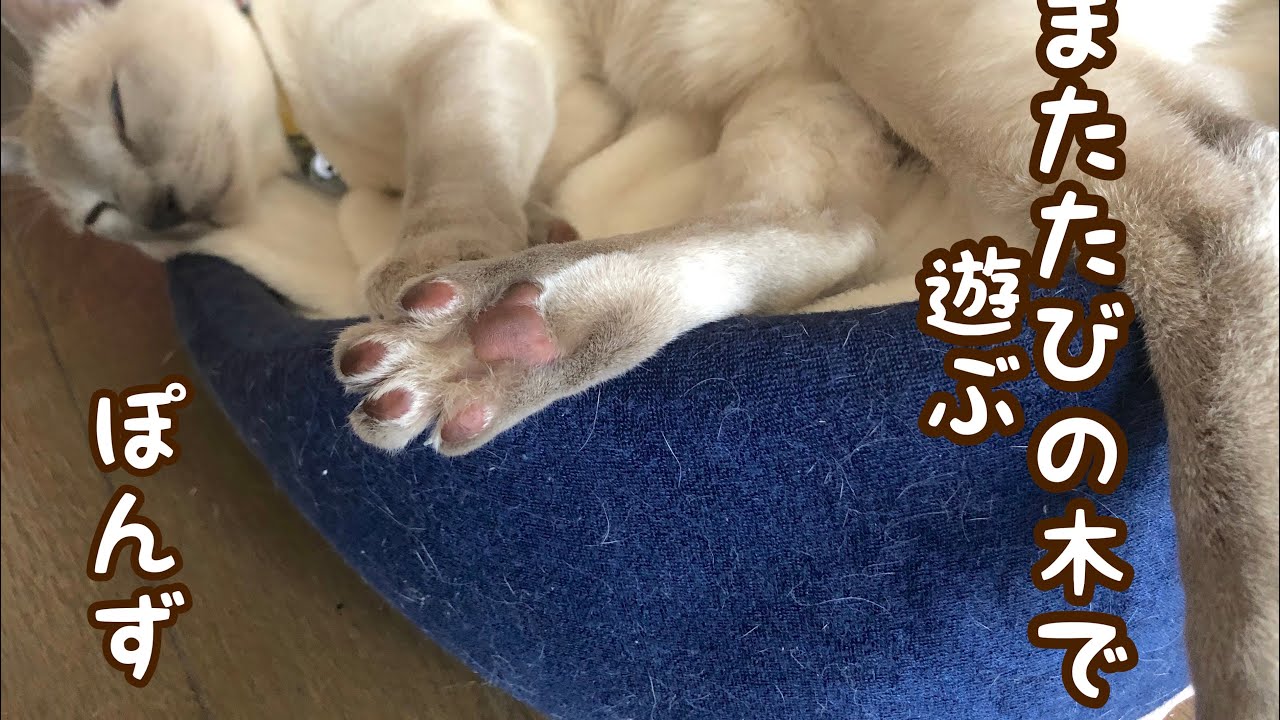 【トンキニーズ】またたびの木がお好き【ぽんず 】
