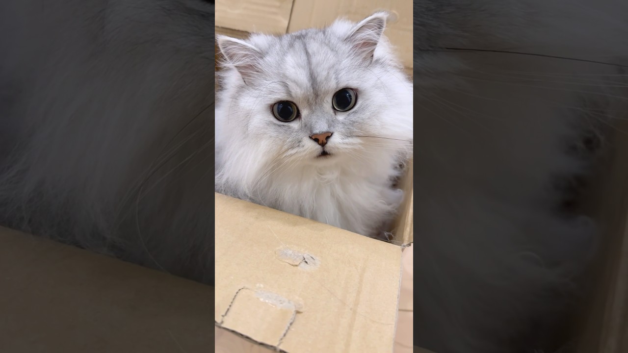 箱と一体化していた猫 【サイベリアン】 #Shorts
