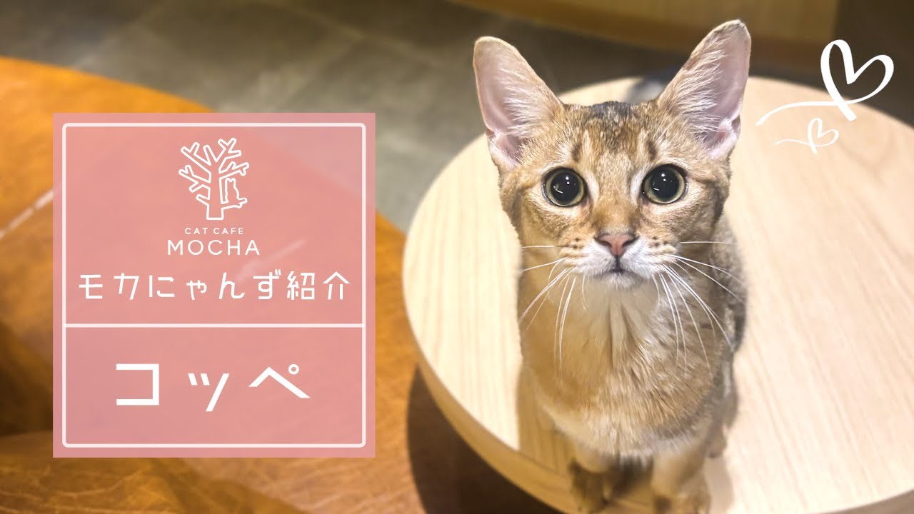 コッペ（アビシニアン♀）新宿店