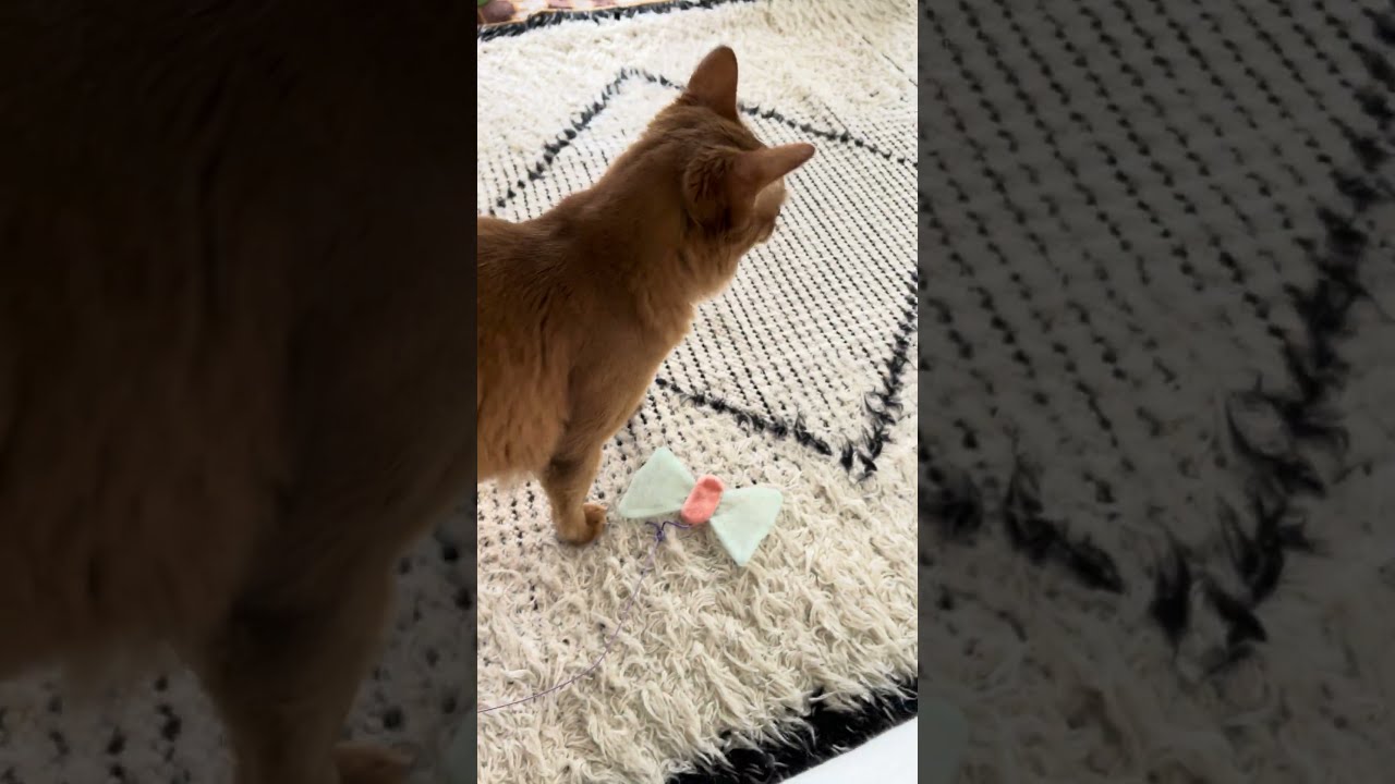 なんの音ですか？にゃー🐈 #cat #ねこ #猫 #ネコ  #ソマリ #chat