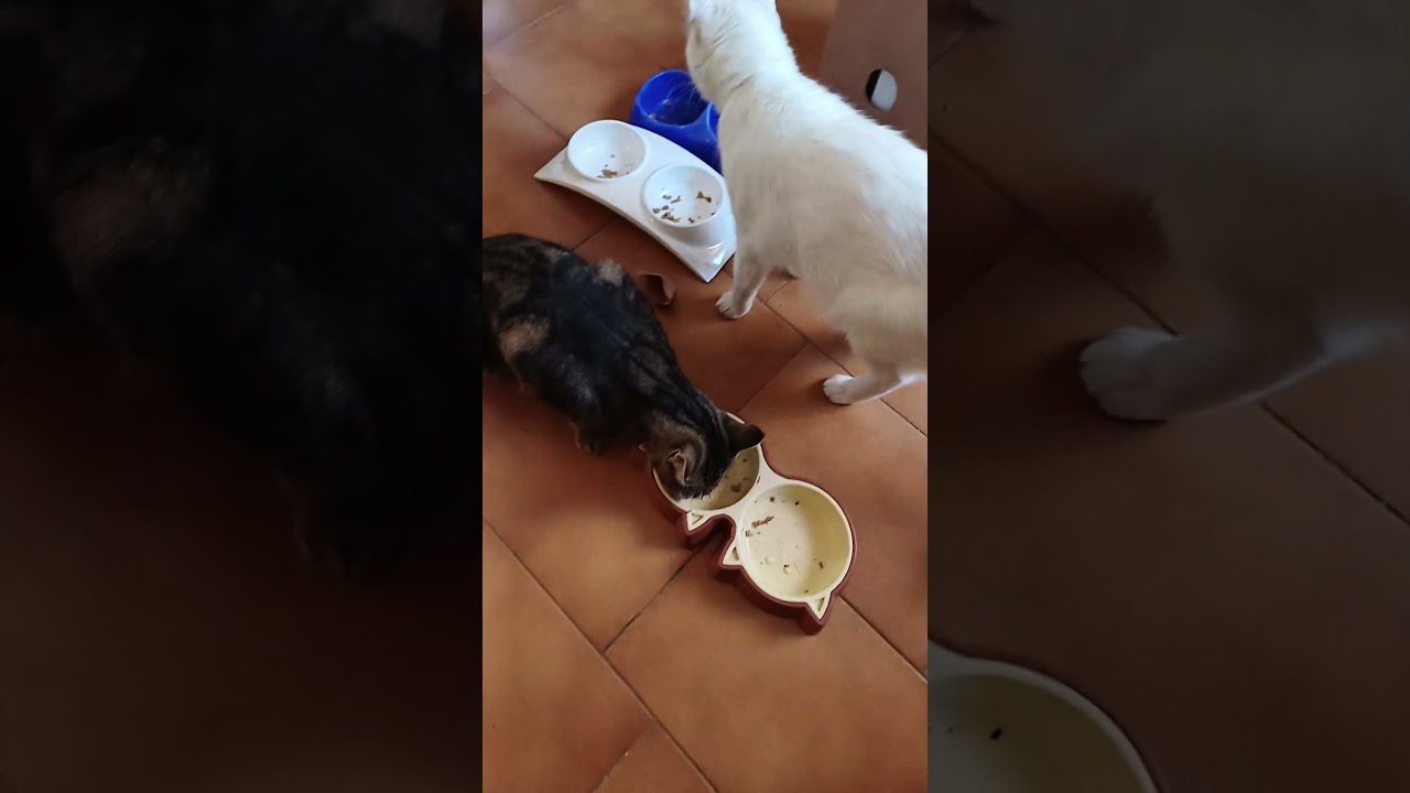 HORA DEL DESAYUNO  AMIGOS DEL MUNDO DE OLIVIA #cat #pets #unpocodetuamor#gatos