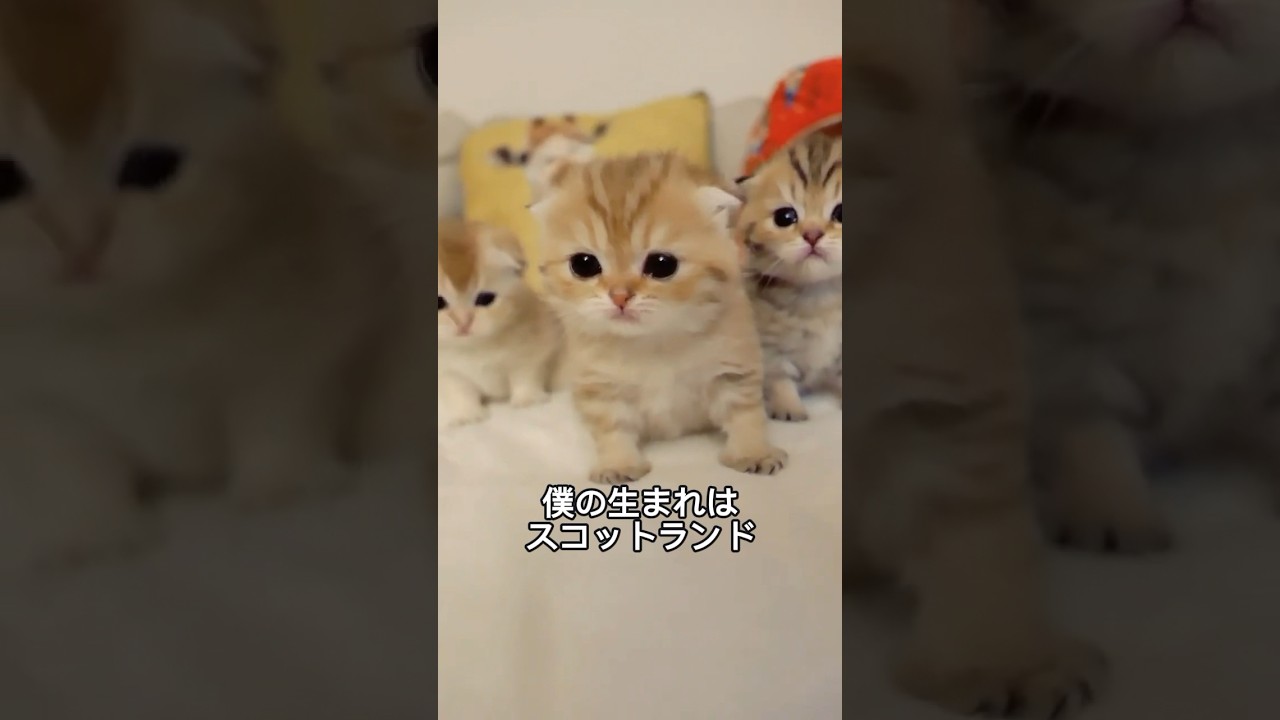 スコティッシュフォールドの可愛さと魅力を1分で解説！#スコティッシュフォールド #scottishfold #shorts