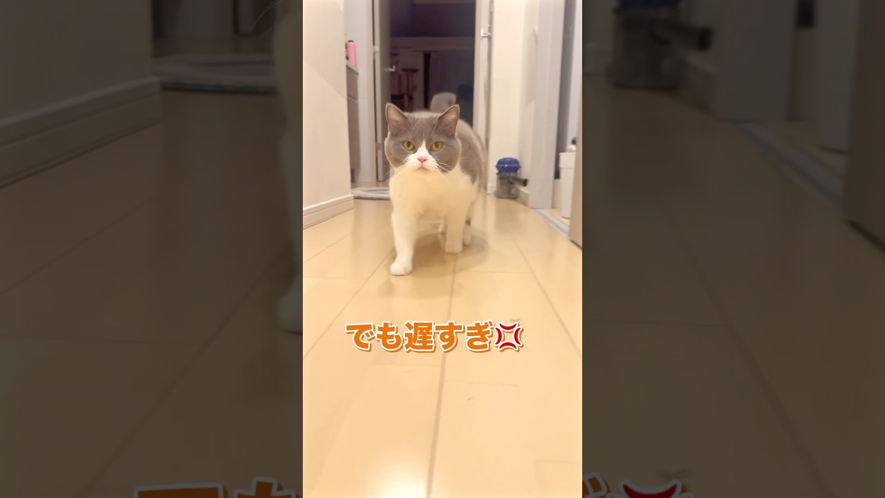 感動な再会#猫 #ブリティッシュショートヘア #猫癒し