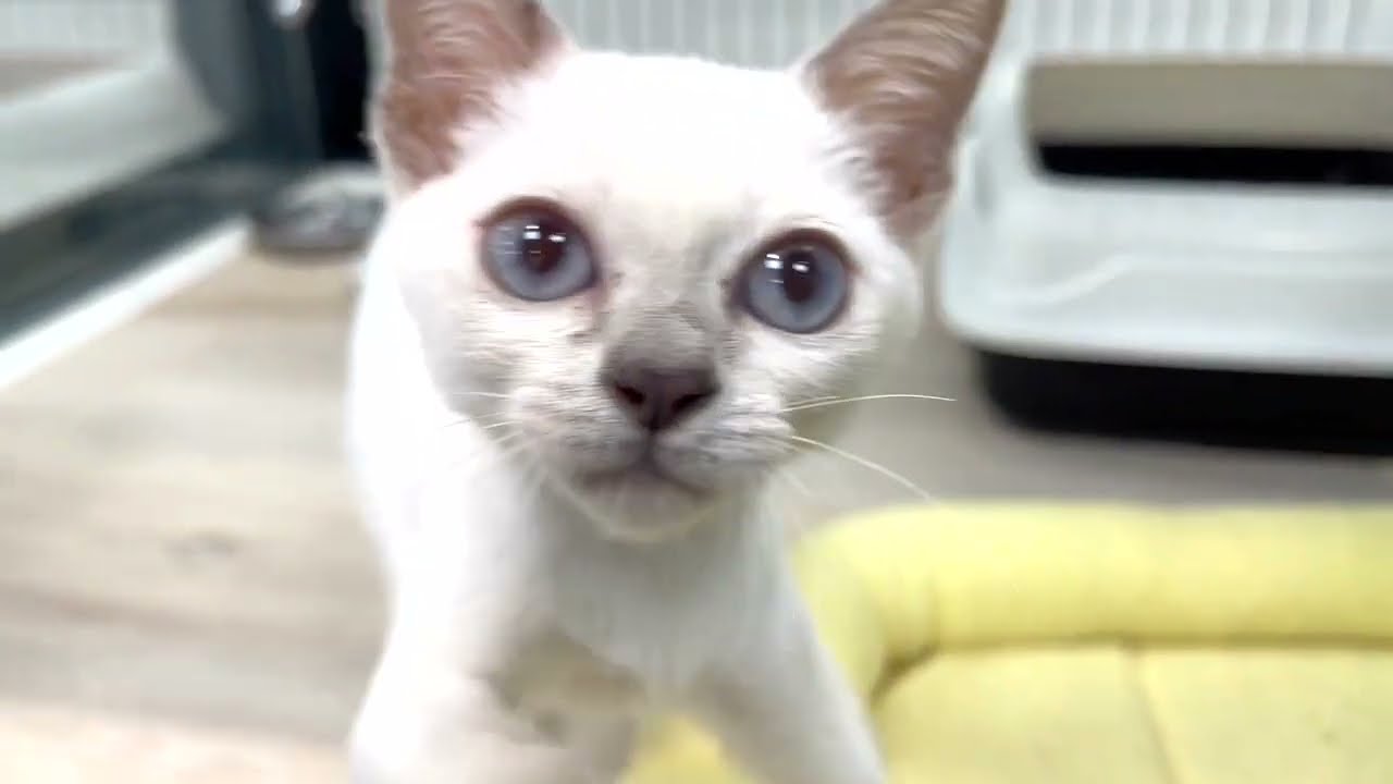 【 トンキニーズ 】猫？猫じゃない？プラチナミンクの妖精キャット！