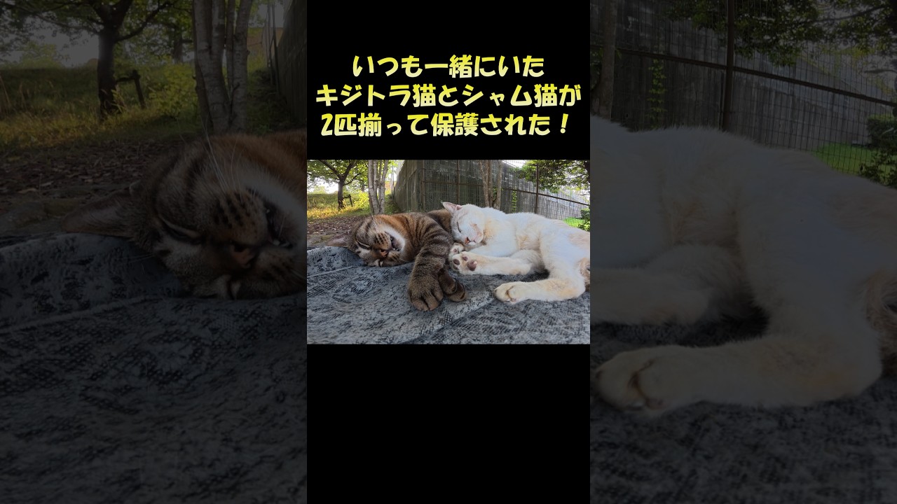 いつも一緒にいたキジトラ猫とシャム猫が2匹揃って保護された！ #猫 #ねこ #cat