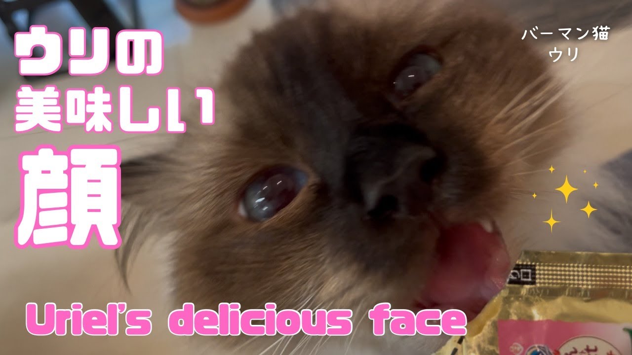 バーマン猫ウリ【ウリの美味しい顔】Uriel’s delicious face（バーマン猫）Birman/Cat