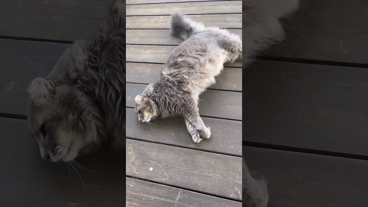 夏はいいなー #アメリカンカール #ねこ動画 #かわいい猫 #catvideos