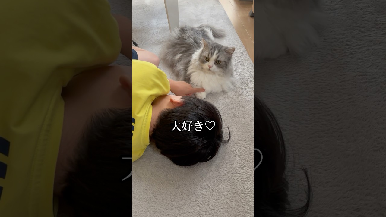 2人は仲良し！？ #短足マンチカン #マンチカン #猫 #ねこ #猫のいる暮らし