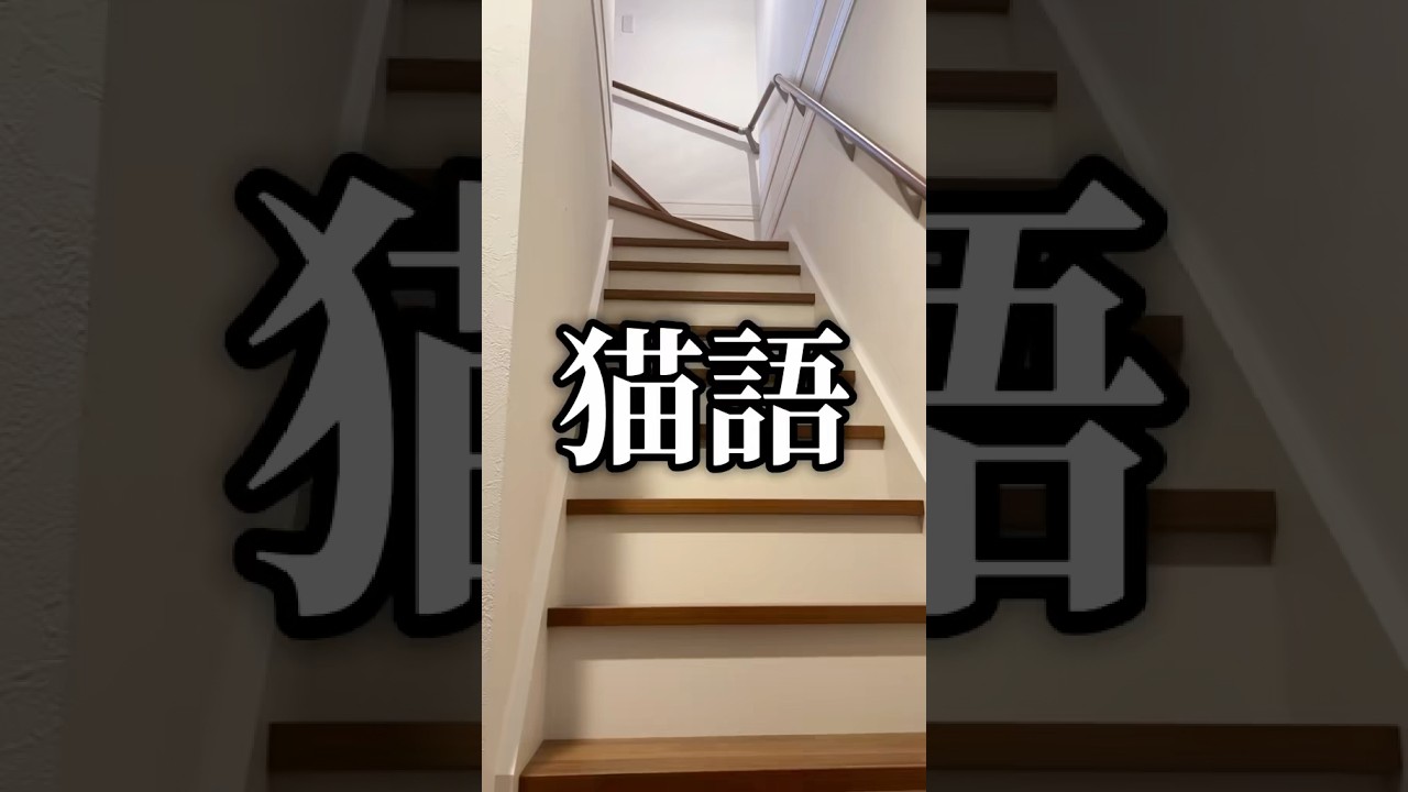 まっはー#猫のいる暮らし #スコティッシュフォールド #苏格兰折耳猫
