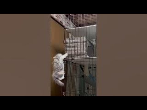 ケージから落下する子猫。ブリティッシュショートヘアぱいん。#子猫  #cat  #猫