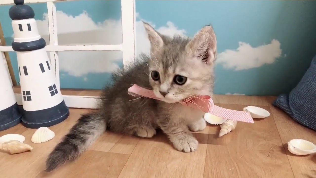 ペットショップ犬の家近江八幡店「スクーカム」「117844」